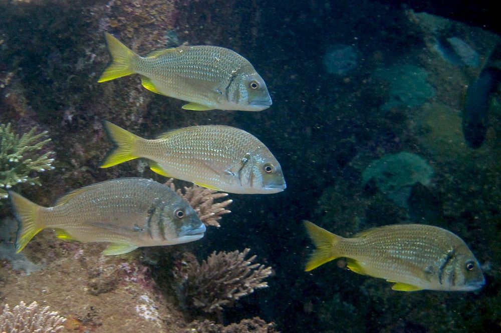 جدیدترین طرح مسئولیت اجتماعی آریاساسول: نگاهی به ماهی «شانک زردباله»